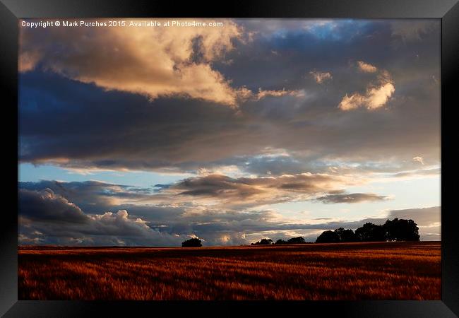 Cotswolds Barley Field & Sunset Framed Print by Mark Purches