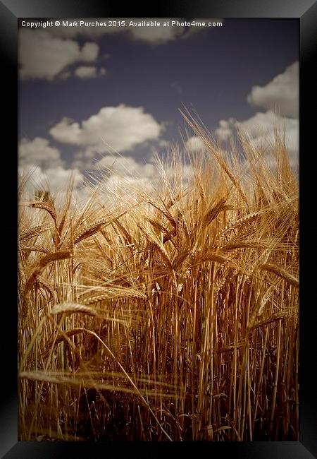 Tall Barley Crop Plant Detail Sepia Framed Print by Mark Purches