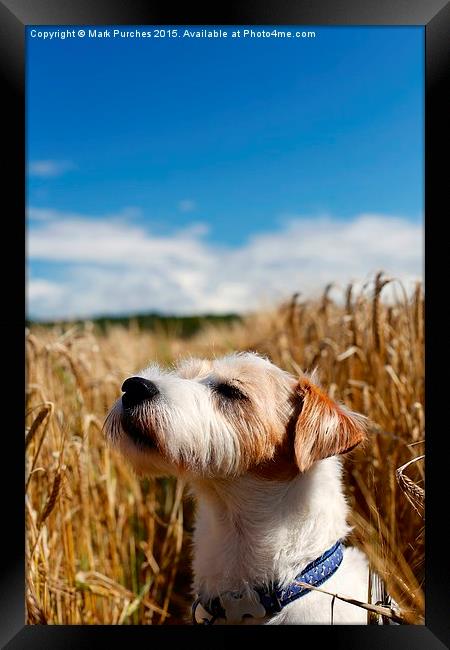 Parson Russell Terrier Sunbathing Framed Print by Mark Purches