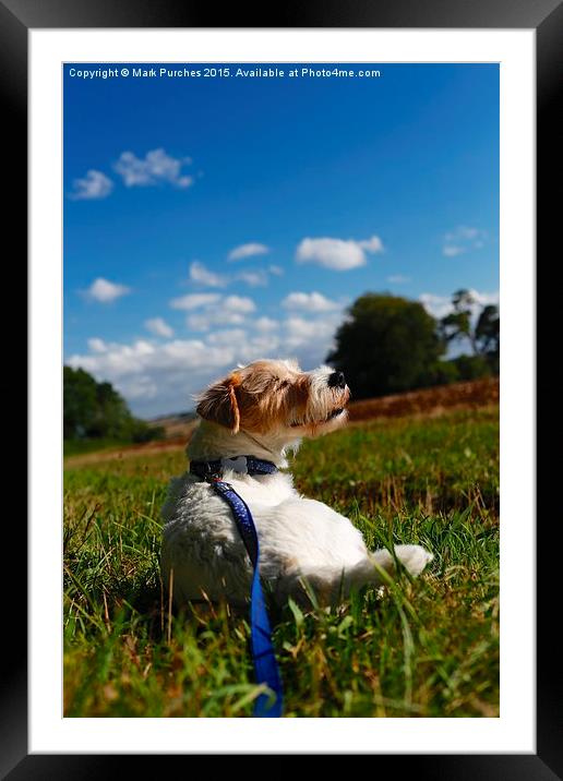 Parson Russell Terrier Lying on Grass Framed Mounted Print by Mark Purches