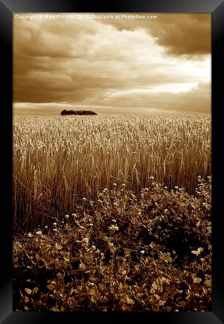 Harvest Time Barley / Wheat Field, Stormy Skies &  Framed Print by Mark Purches