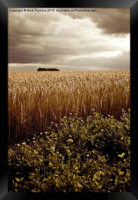 Moody Barley Field with Stormy Sky at Harvest Time Framed Print by Mark Purches