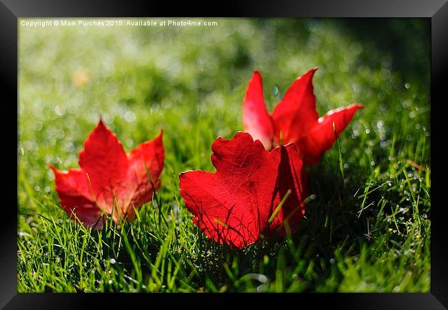 Beautiful Red Autumn / Fall Leaves Framed Print by Mark Purches