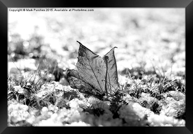 Last Autumn Leaf Standing in First Snow of Winter  Framed Print by Mark Purches