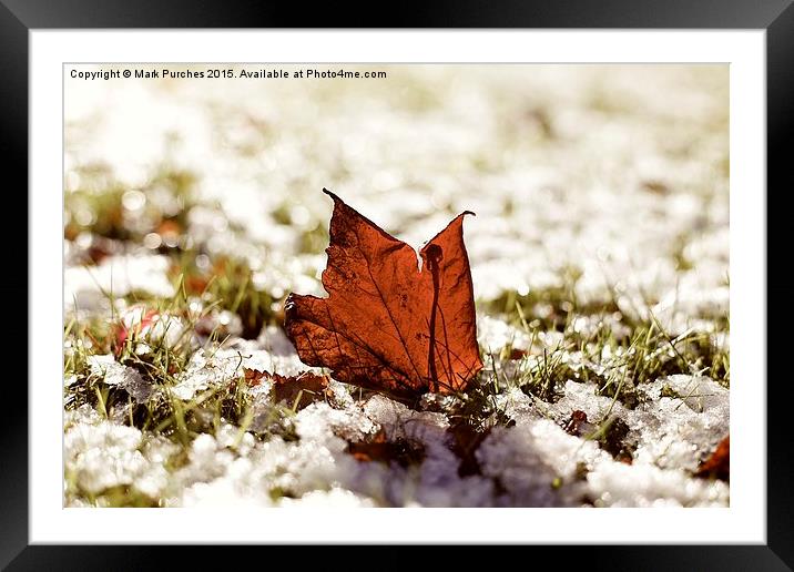 Last Autumn Leaf Standing in First Snow of Winter  Framed Mounted Print by Mark Purches