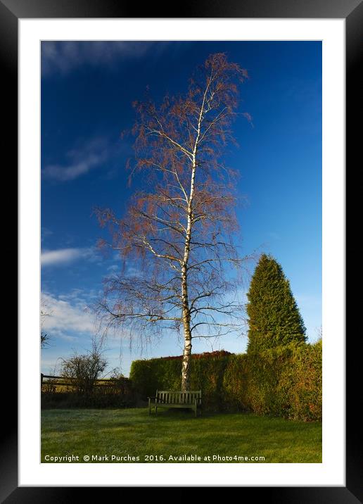 Beautiful Garden with Silver Birch & Bench Framed Mounted Print by Mark Purches