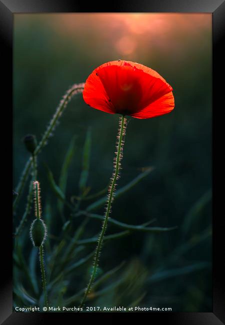 Single Poppy Flower Glowing in Warm Evening Sun Framed Print by Mark Purches