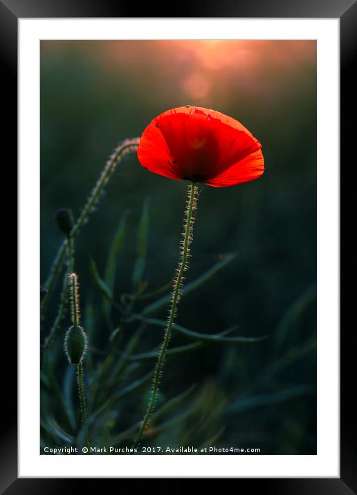 Single Poppy Flower Glowing in Warm Evening Sun Framed Mounted Print by Mark Purches