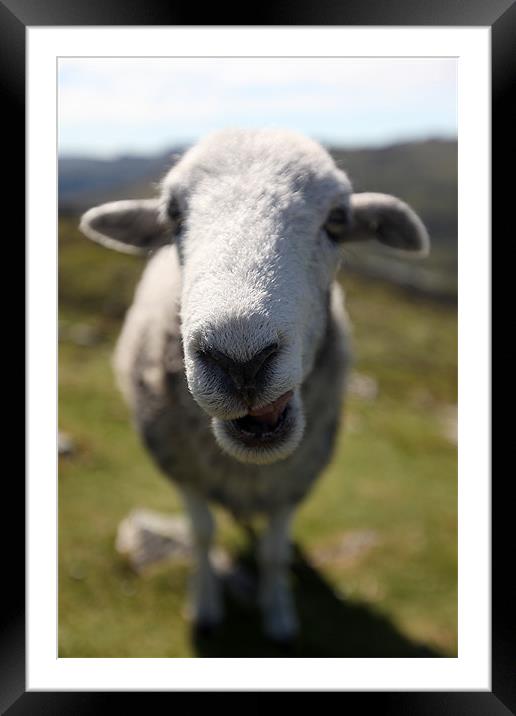Ewe Looking At Me ? Framed Mounted Print by Steve Glover