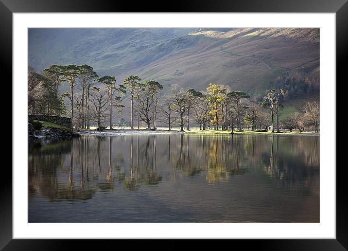 Buttermere Pines Framed Mounted Print by Steve Glover