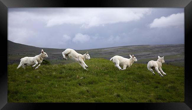 An Evening's Frolic In The Dales Framed Print by Steve Glover