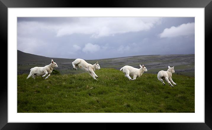 An Evening's Frolic In The Dales Framed Mounted Print by Steve Glover