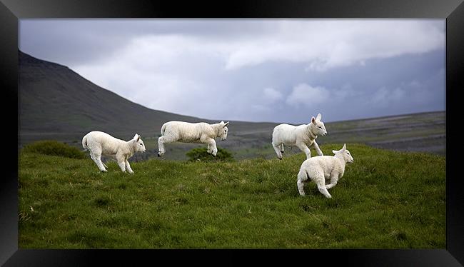An Evening's Frolic In The Dales Onset Framed Print by Steve Glover