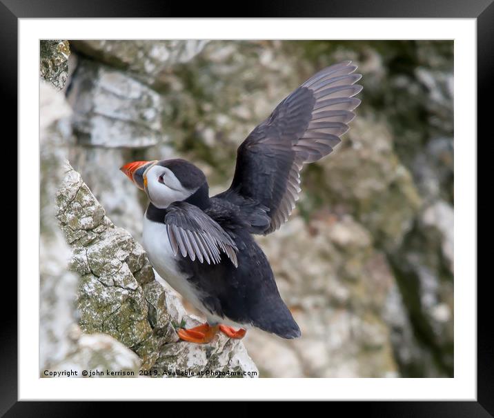 Puffin at Bempton Cliffs Framed Mounted Print by john kerrison