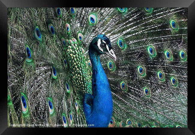 Peacock Framed Print by Doug McRae