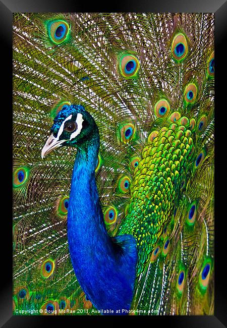Peacock 2 Framed Print by Doug McRae