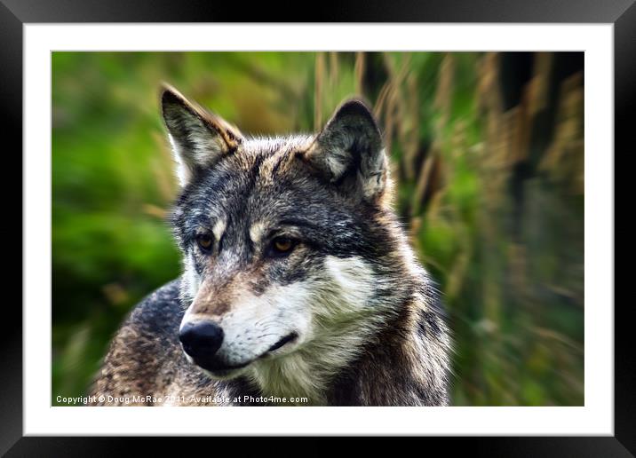 Wolf Framed Mounted Print by Doug McRae