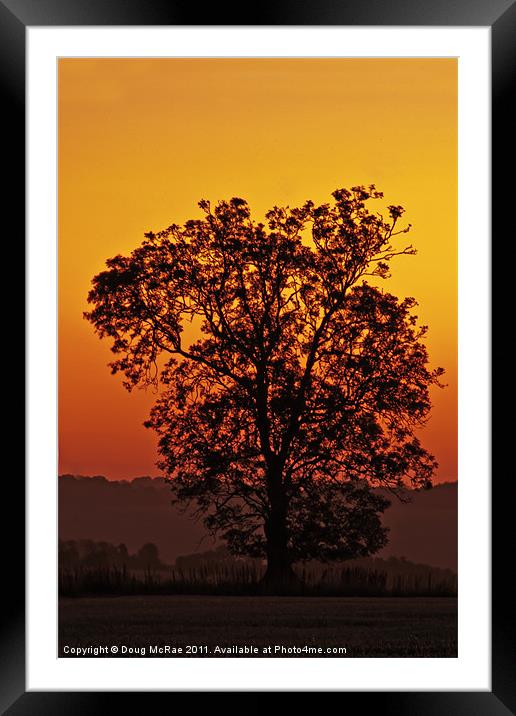 Oak at dawn Framed Mounted Print by Doug McRae