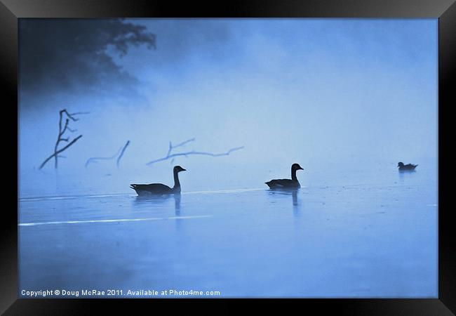 Geese in the mist Framed Print by Doug McRae