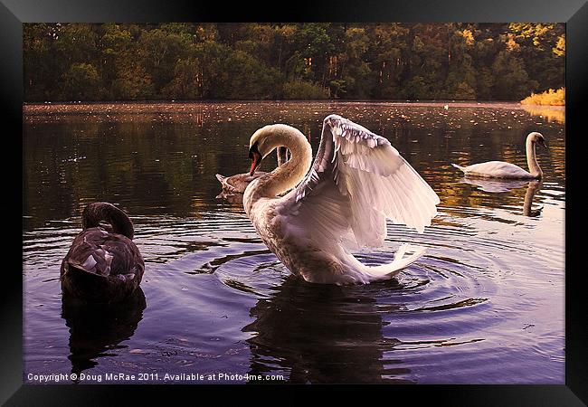 Morning Swans Framed Print by Doug McRae