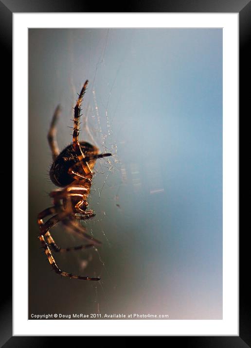 Garden spider Framed Mounted Print by Doug McRae