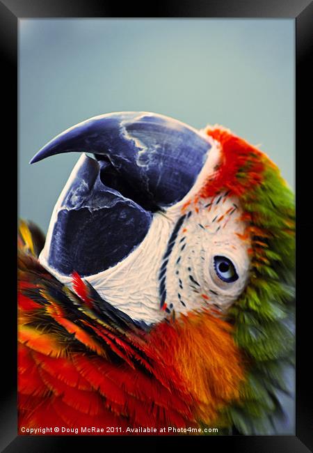 Macaw Portrait Framed Print by Doug McRae