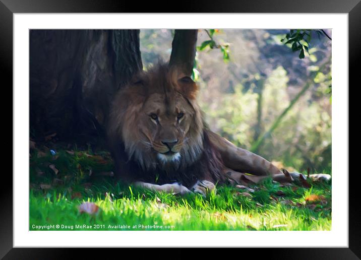 Resting lion Framed Mounted Print by Doug McRae