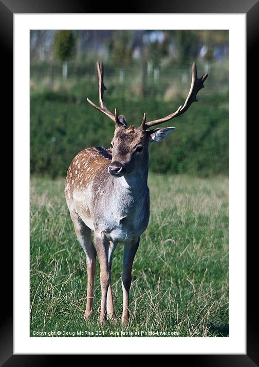Fallow Deer Framed Mounted Print by Doug McRae