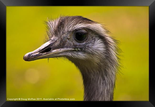 Emu Framed Print by Doug McRae