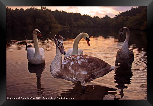 Swans at dawn Framed Print by Doug McRae