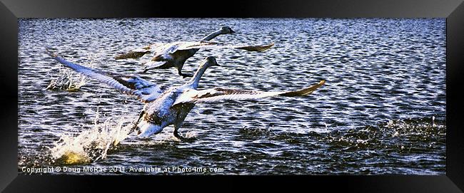 Flight of swans Framed Print by Doug McRae