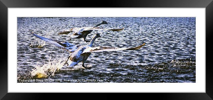 Flight of swans Framed Mounted Print by Doug McRae