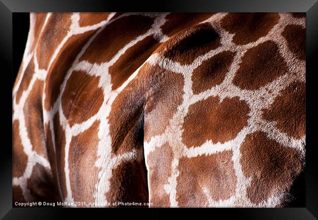 Giraffe hide Framed Print by Doug McRae
