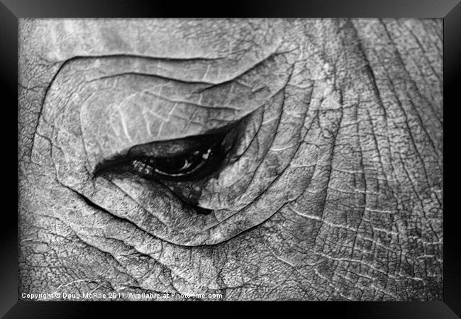 Rhino Framed Print by Doug McRae