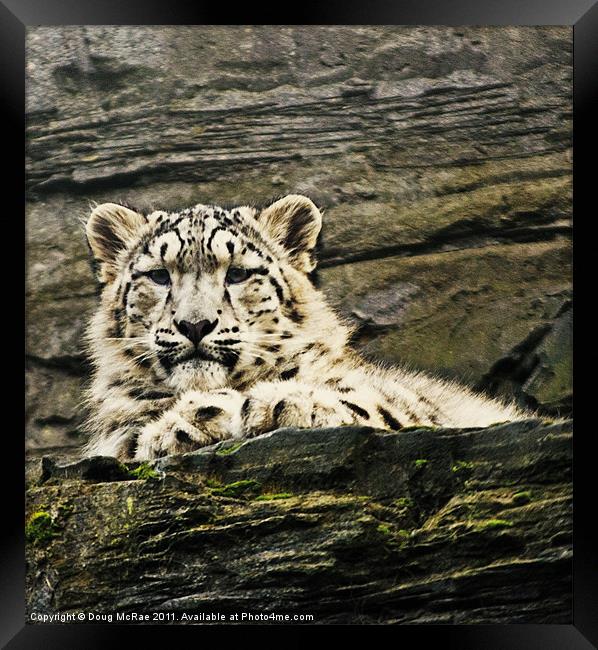 Snow Leopard Framed Print by Doug McRae