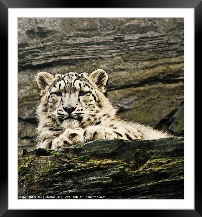 Snow Leopard Framed Mounted Print by Doug McRae