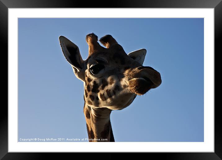 Giraffe's head Framed Mounted Print by Doug McRae
