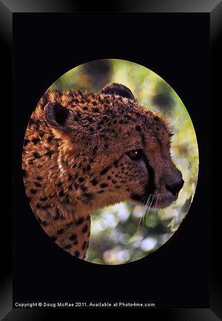 cheetah Portrait Framed Print by Doug McRae