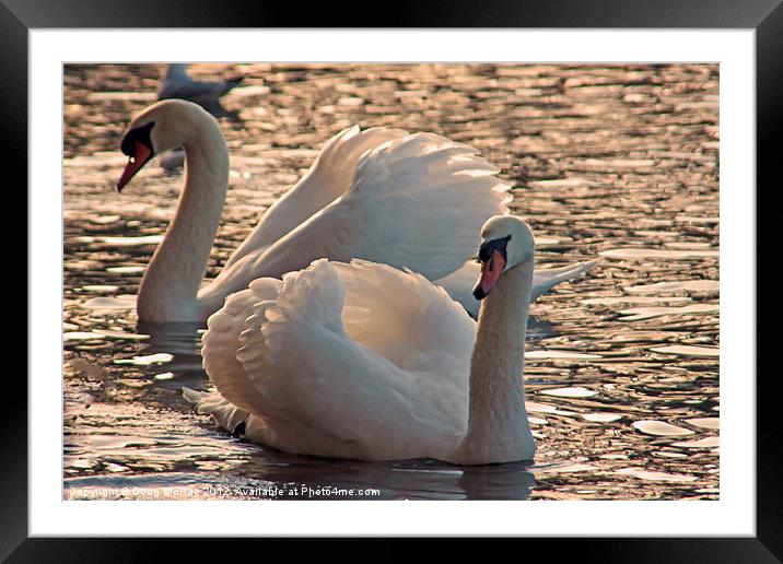 Mute Swans Framed Mounted Print by Doug McRae