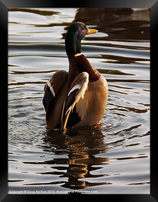 Duck Framed Print by Doug McRae