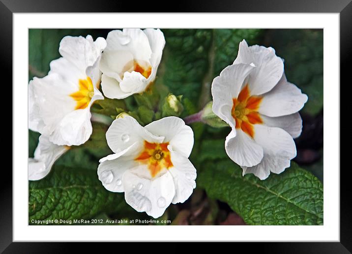 White Pansy Framed Mounted Print by Doug McRae