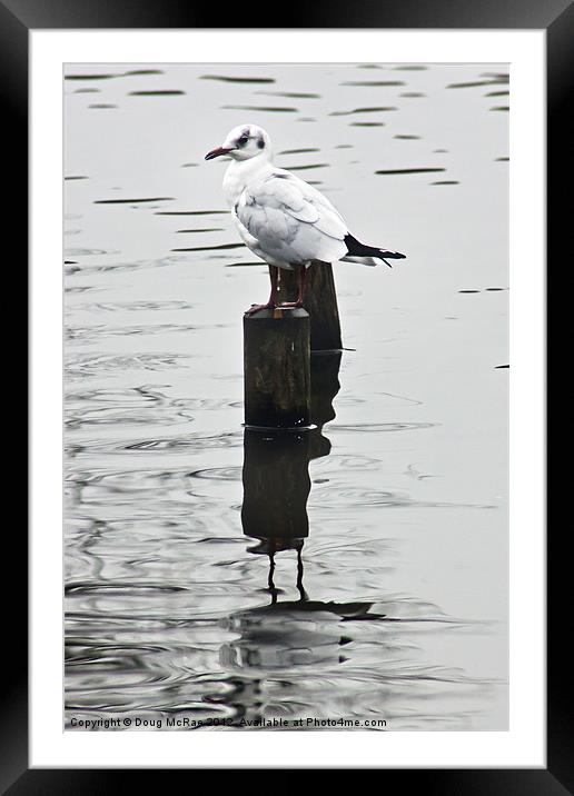 Gull Framed Mounted Print by Doug McRae