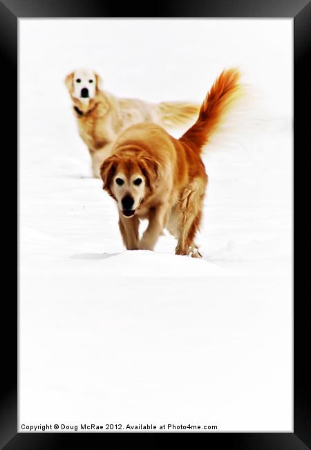 Two dogs Framed Print by Doug McRae