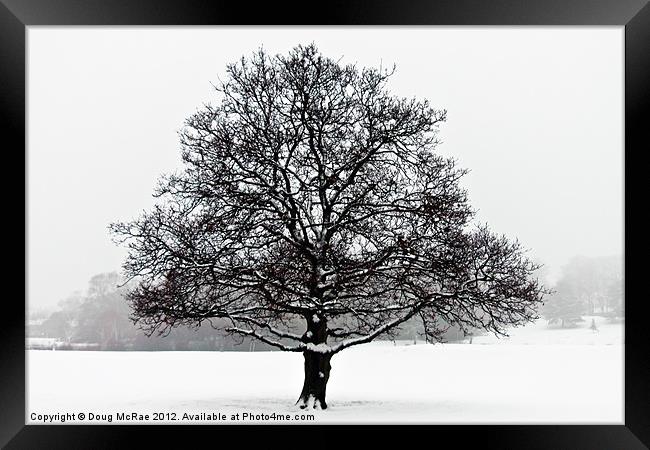 Snow oak Framed Print by Doug McRae