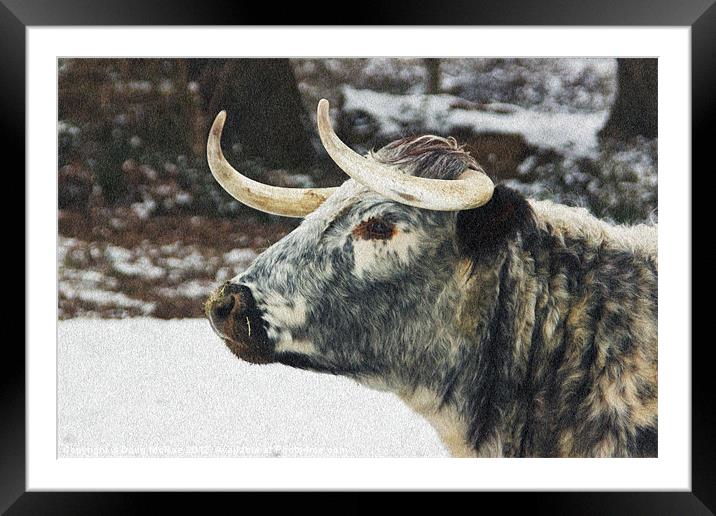 Cow Framed Mounted Print by Doug McRae