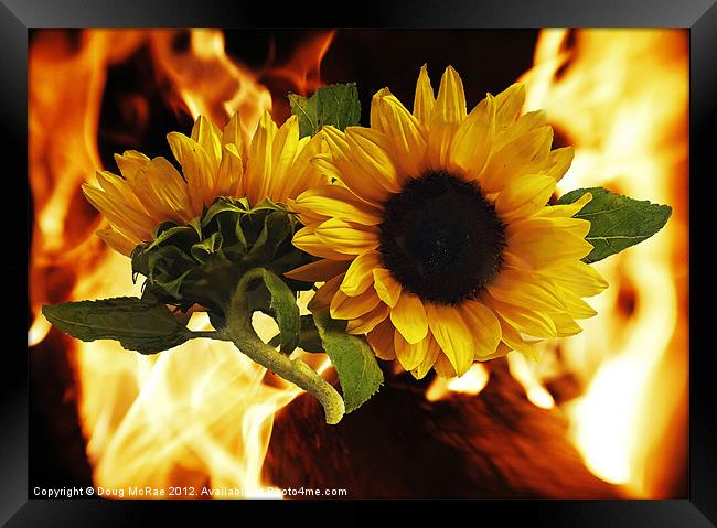 Flaming sunflowers Framed Print by Doug McRae