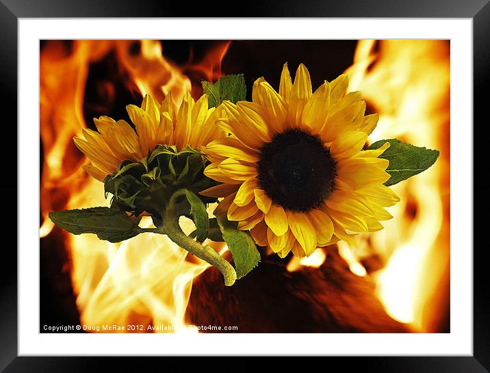 Flaming sunflowers Framed Mounted Print by Doug McRae