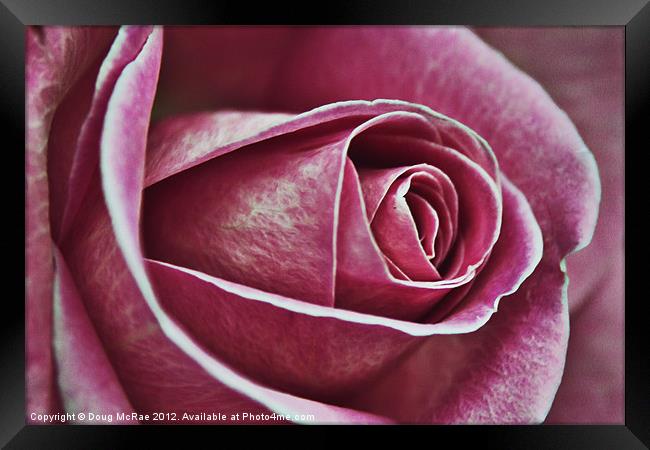A rose in pink Framed Print by Doug McRae