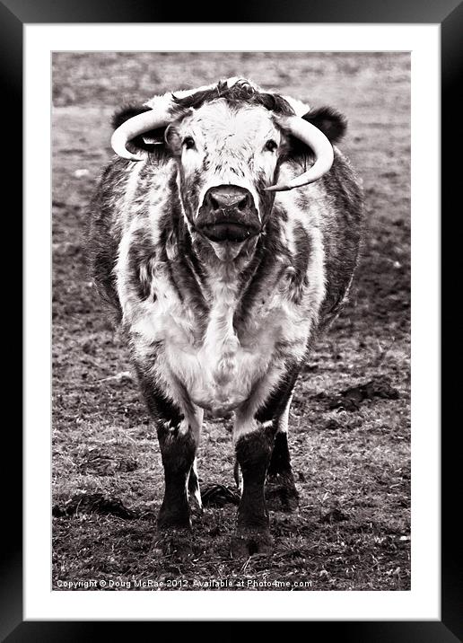 Long horn cow Framed Mounted Print by Doug McRae