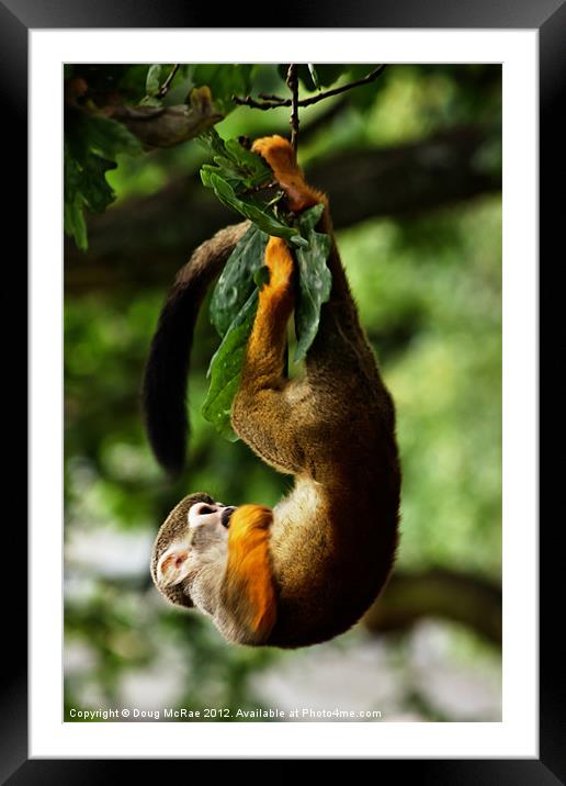 Spider monkey Framed Mounted Print by Doug McRae